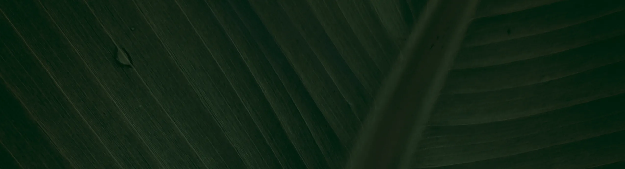 hero-image_optimized 10 Pcs Mini Baby Breath Lavender Flower Bouquets