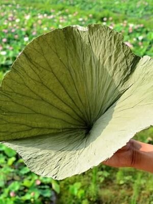 41pEfaP1-L._AC_SY450_.jpg Dried Lotus Leaf no Artificial Real Large Small Natural Food Wrapper Tea Herbal