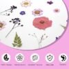 20Pcs Pressed Flowers for Resin Molds Real Natural Pressed Flowers for DIY Art Crafts