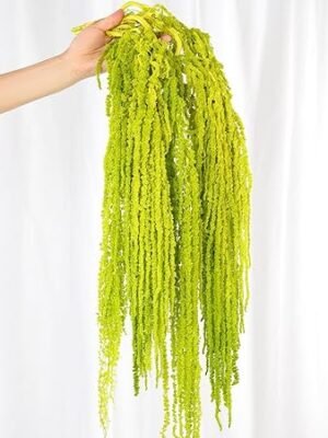 5Pcs Dried Amaranthus Hanging Flowers, Natural Preserved Flower