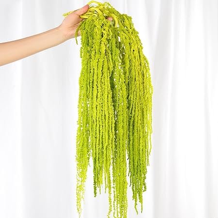 5Pcs Dried Amaranthus Hanging Flowers, Natural Preserved Flower