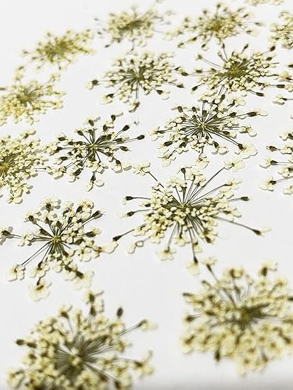 36 pcs Queen Anne Lace Real Natural Dried Pressed Flowers for Resin Art Craft DIY