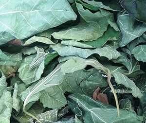85g FIG Leaf Cut Leaves Detox FICUS CARICA Dried HERB Organic Tea
