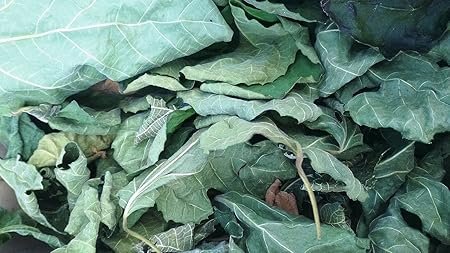 85g FIG Leaf Cut Leaves Detox FICUS CARICA Dried HERB Organic Tea