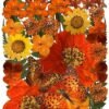 Orange Pressed Flower Authentic Natural Flowers