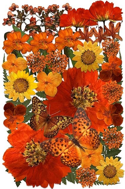 Orange Pressed Flower Authentic Natural Flowers