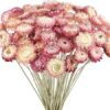 50PCS Daisy Bouquet Dried Flower Natural Chrysanthemum Multicolor Dried Daisies for Vase Home Decor Party DIY Arrangement Wheat Straw Bulk Party Decoration