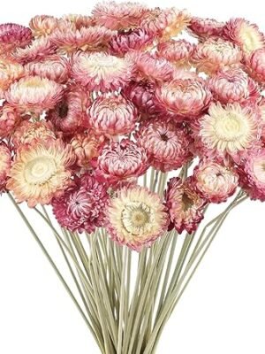 81tO98CK82L._AC_SY450_.jpg 50PCS Daisy Bouquet Dried Flower Natural Chrysanthemum Multicolor Dried Daisies for Vase Home Decor Party DIY Arrangement Wheat Straw Bulk Party Decoration